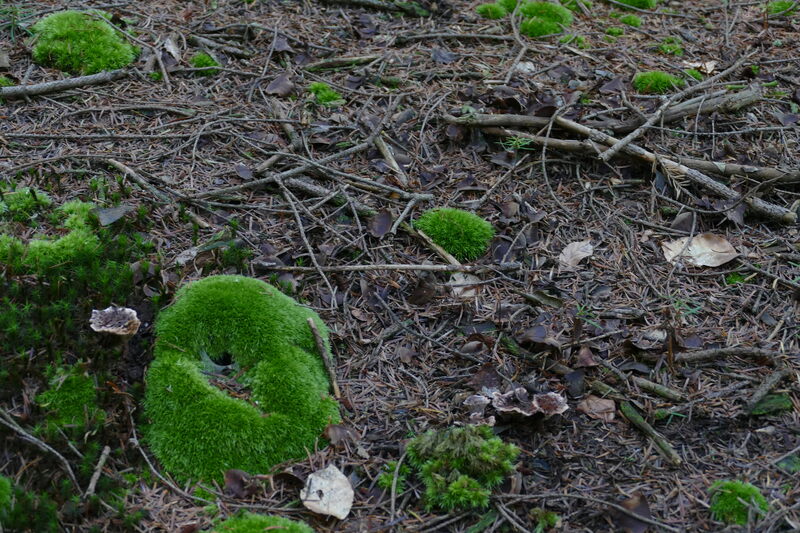 Hydnellum scrobiculatum czy mo&#191;e concrescens?