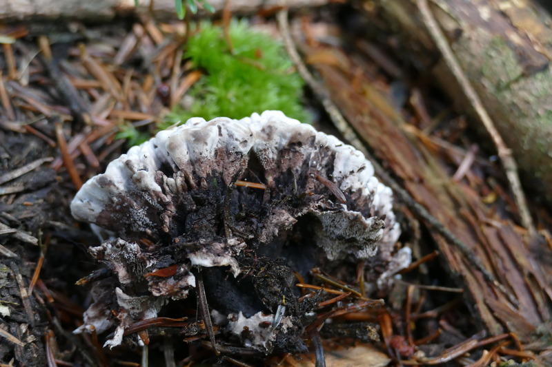 Phellodon confluens?