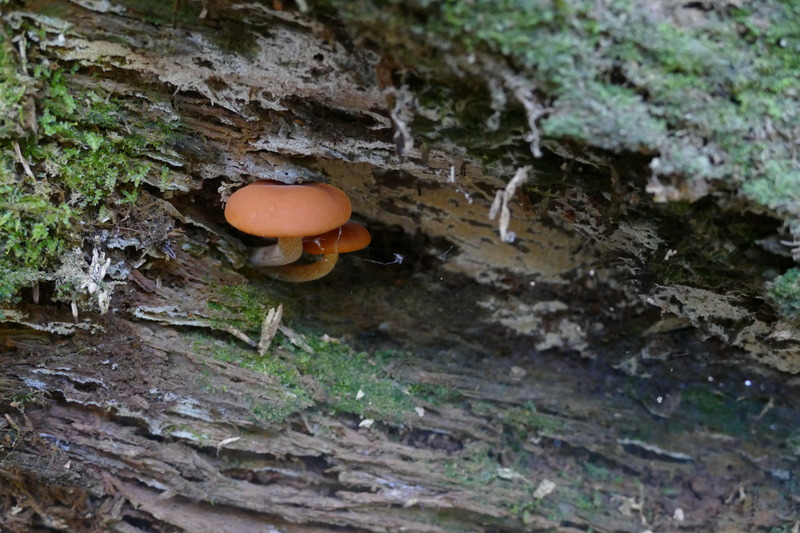 Gymnopilus bellulus?