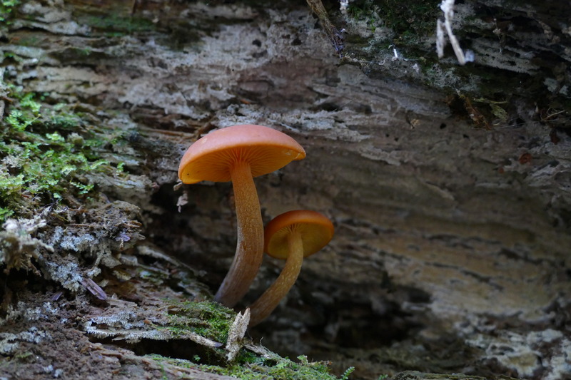 Gymnopilus bellulus?