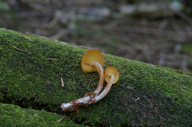 Gymnopilus bellulus?