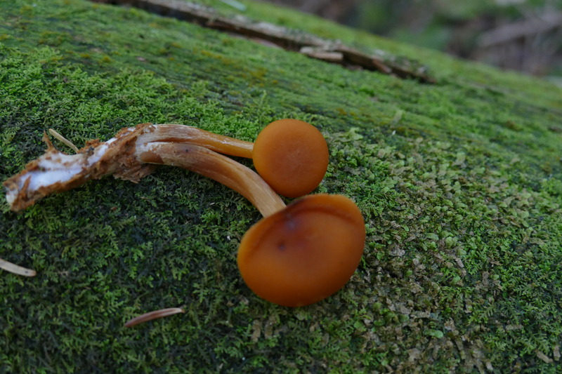 Gymnopilus bellulus?