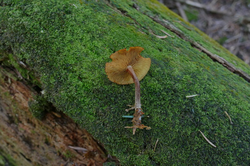 Gymnopilus bellulus?