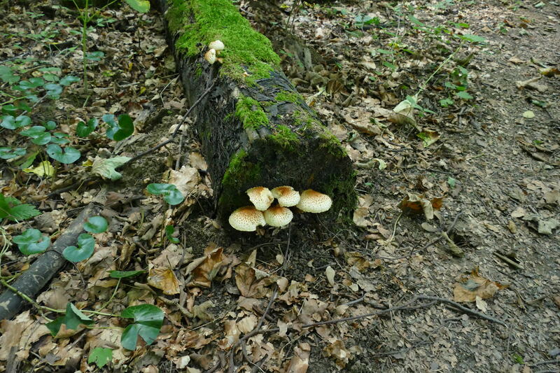 Pholiota squarrosoides