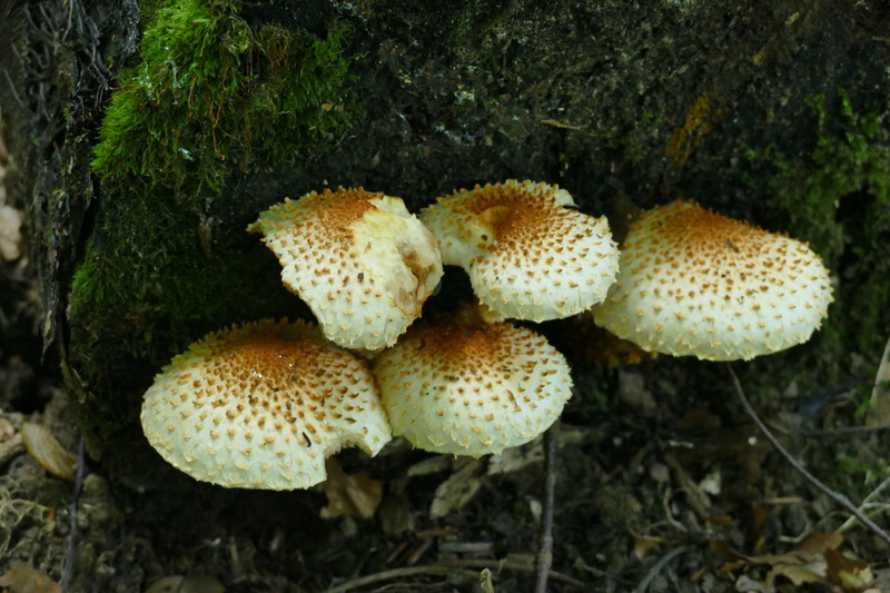 Pholiota squarrosoides