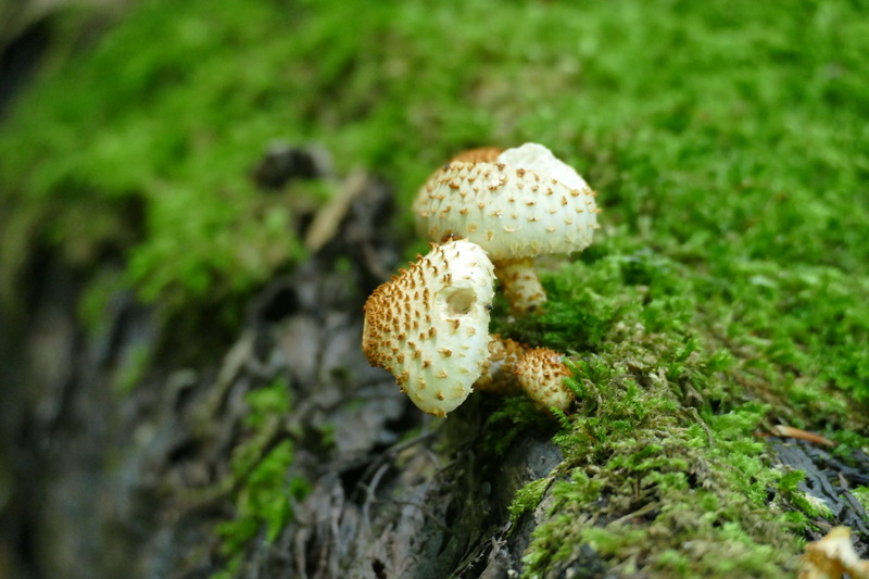 Pholiota squarrosoides