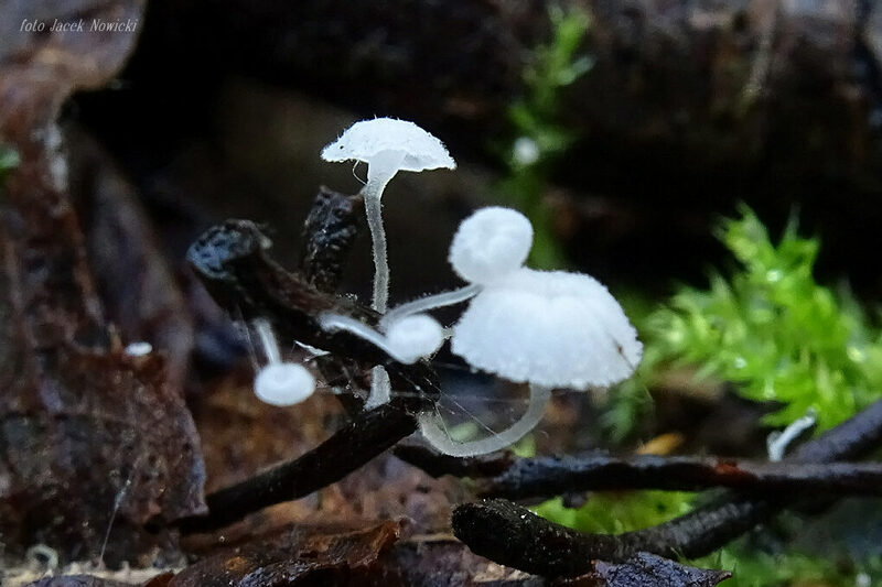 hemimycena