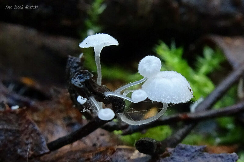 hemimycena