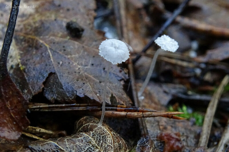 hemimycena