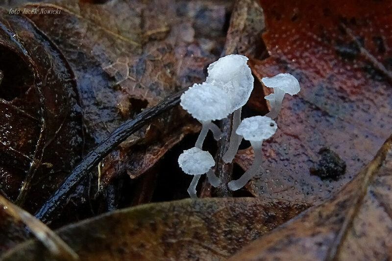 hemimycena