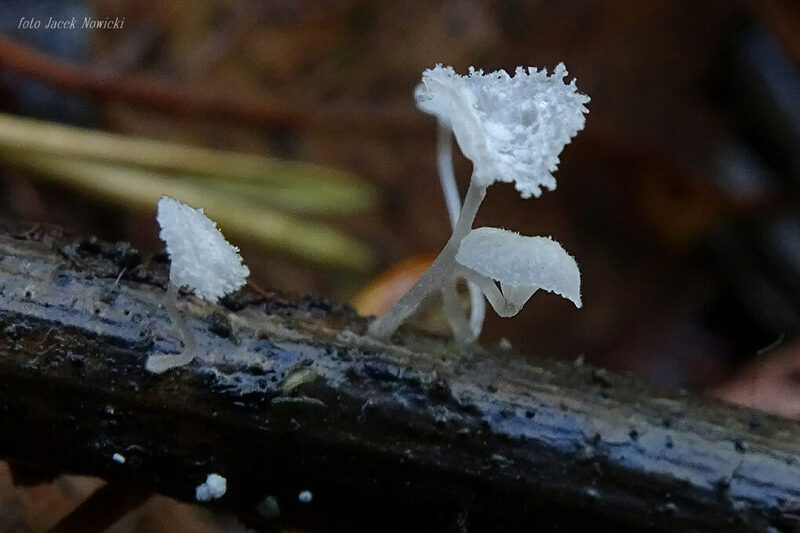 hemimycena