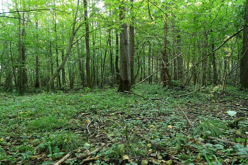 kruchaweczka