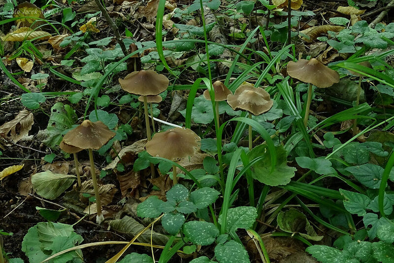 kruchaweczka