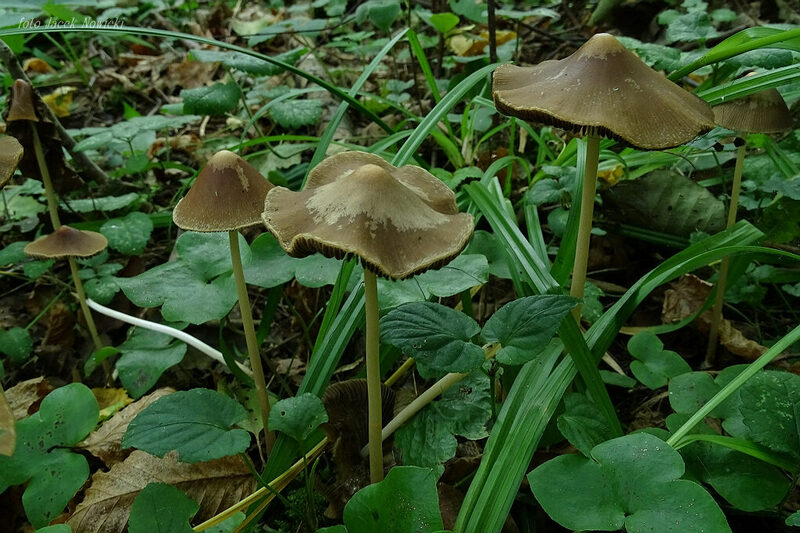 kruchaweczka