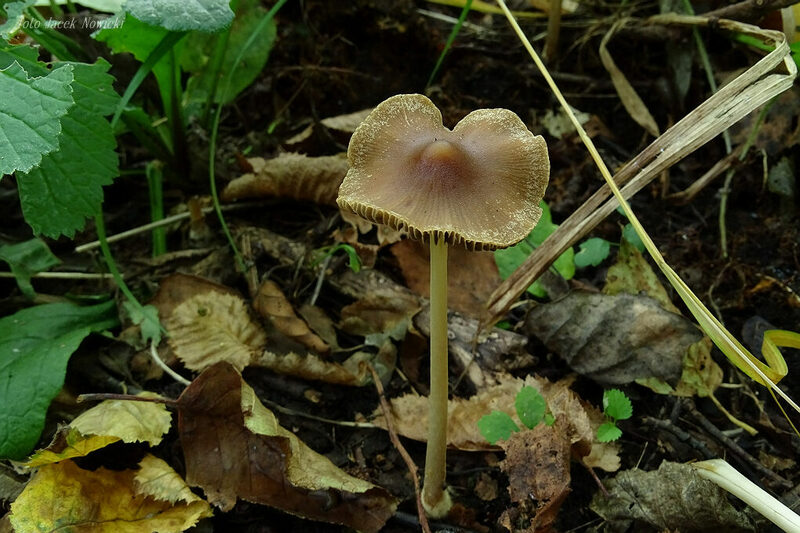 kruchaweczka