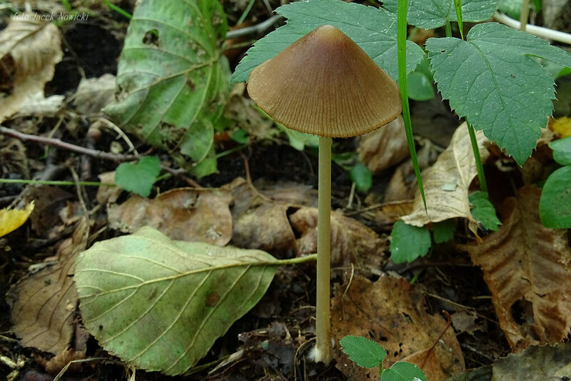 kruchaweczka