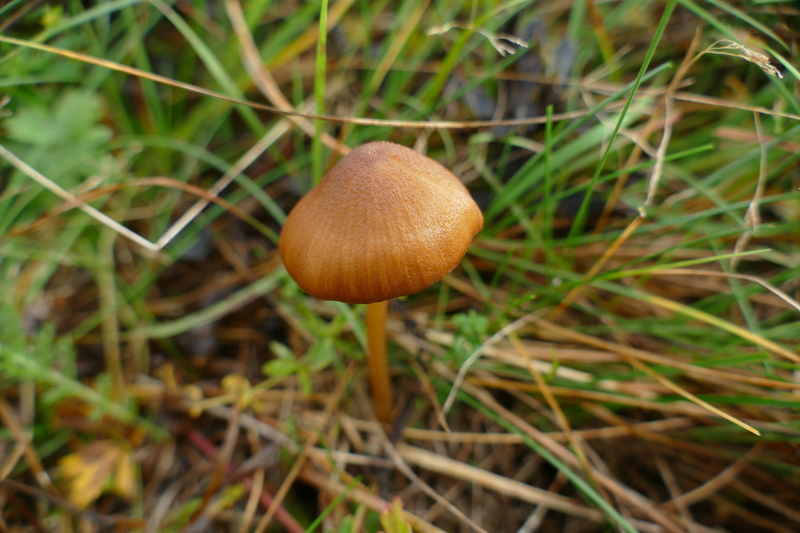 Entoloma xanthochroum