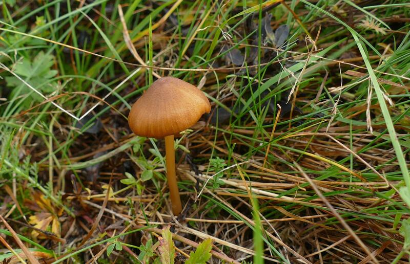 Entoloma xanthochroum