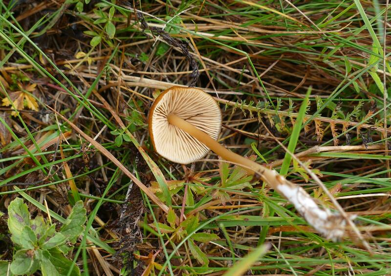 Entoloma xanthochroum