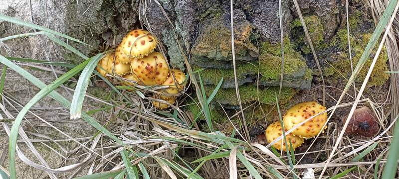 Pholiota adiposa