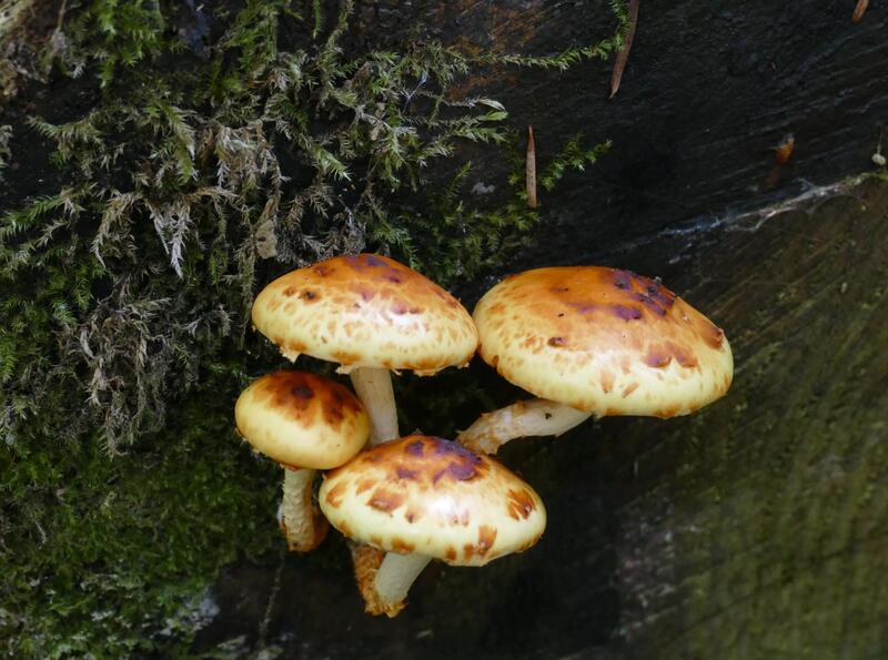 Pholiota sp.