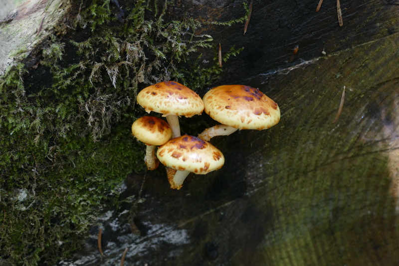 Pholiota sp.