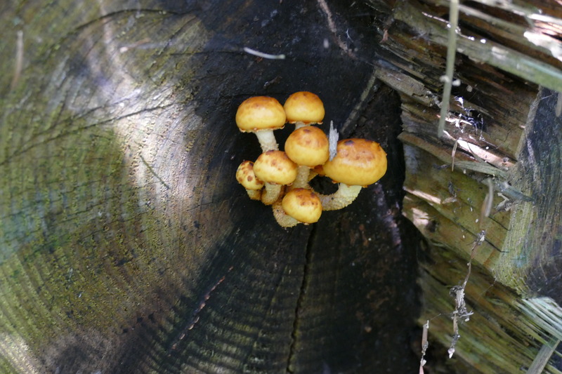 Pholiota sp.