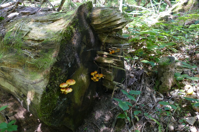 Pholiota sp.