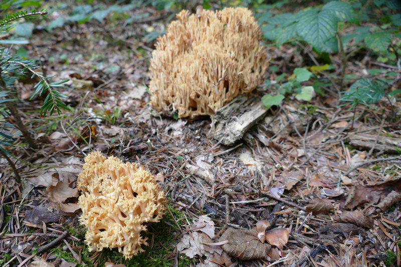 Ramaria sp.