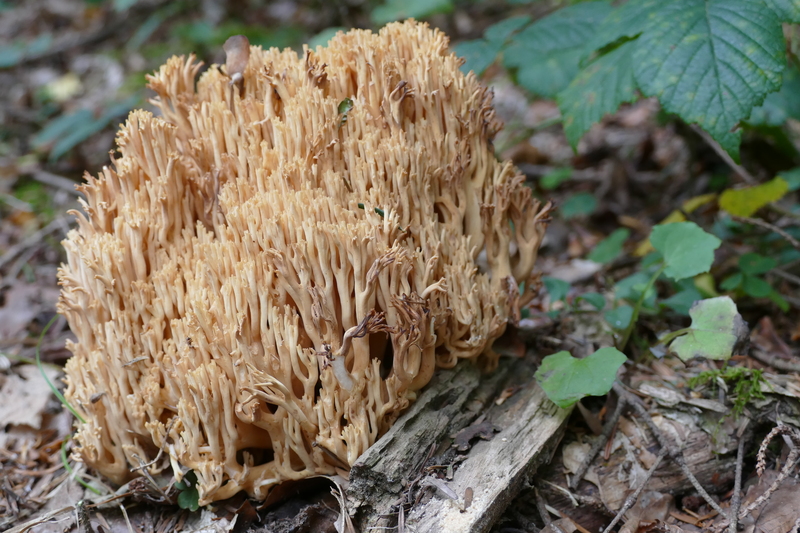 Ramaria sp.