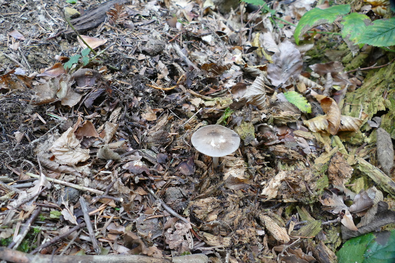 Pluteus brunneoradiatus?