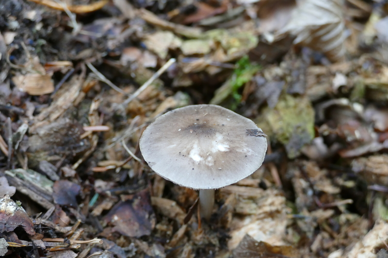 Pluteus brunneoradiatus?