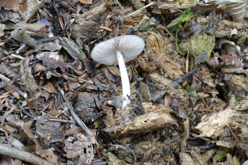 Pluteus brunneoradiatus?