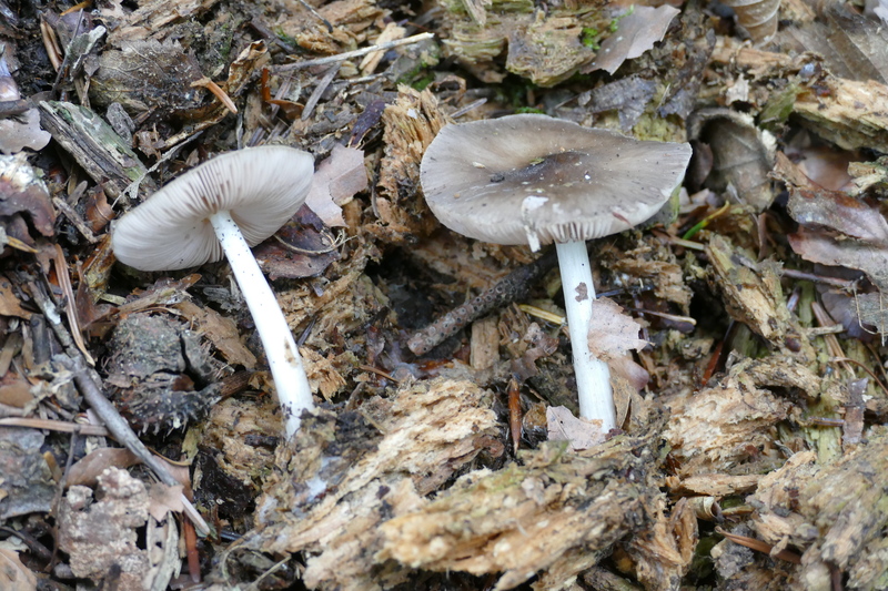 Pluteus brunneoradiatus?