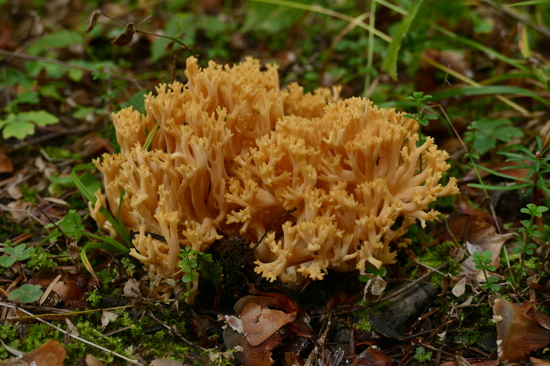 pomara&#241;czowa Ramaria