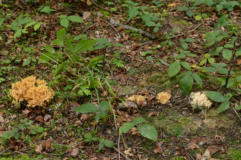 pomaraczowa Ramaria