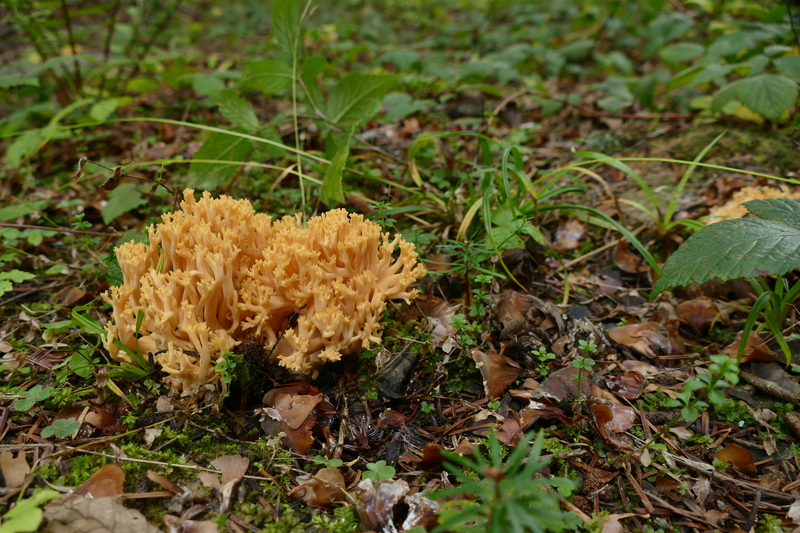 pomara&#241;czowa Ramaria