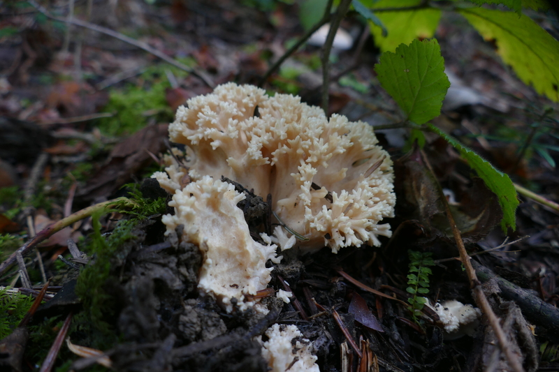 Ramaria pallida?