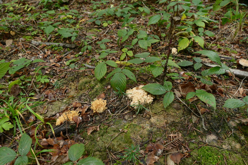 Ramaria pallida?