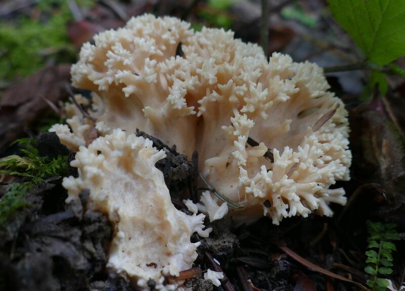 Ramaria pallida?