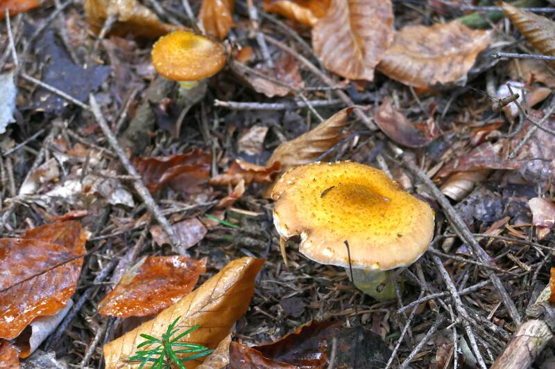 Armillaria sp.