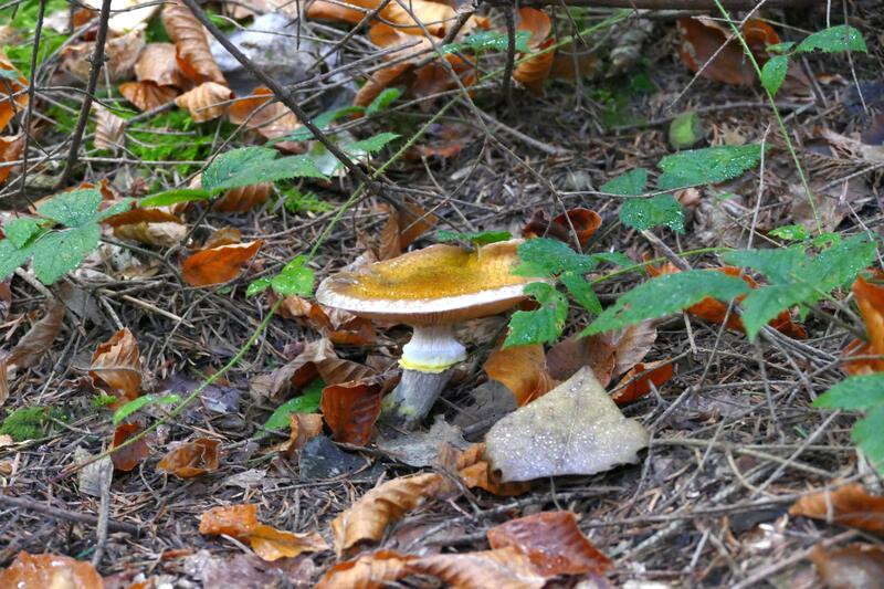 Armillaria sp.