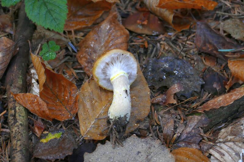 Armillaria sp.