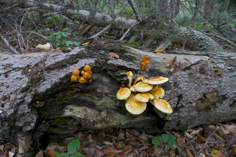 Pholiota limonella?