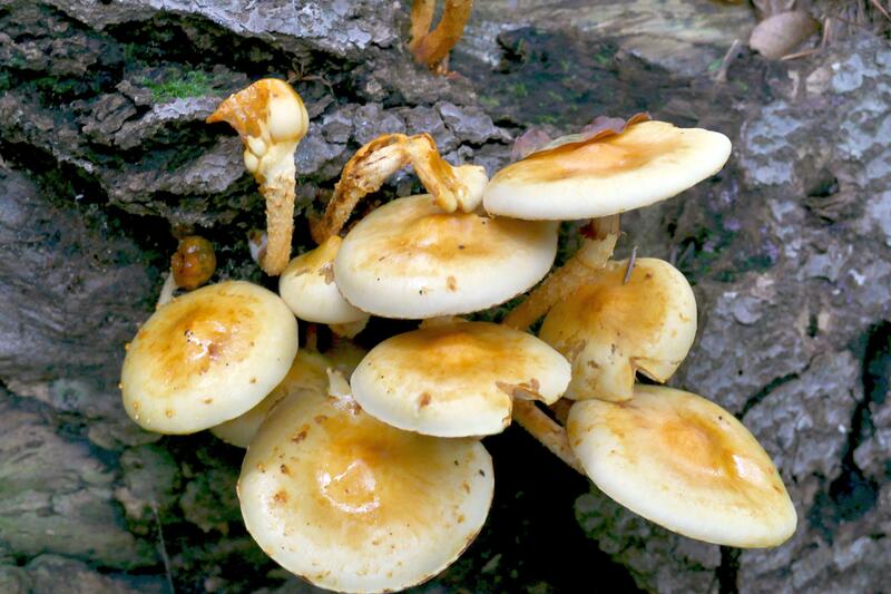 Pholiota limonella?