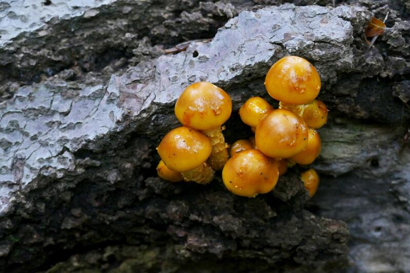 Pholiota limonella?