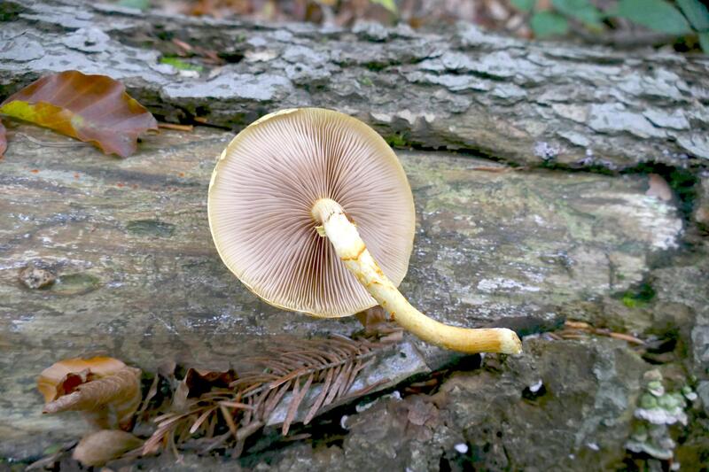 Pholiota limonella?