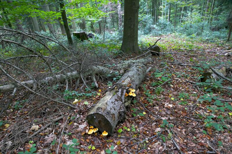 Pholiota limonella?