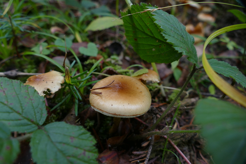 Pholiota mixta?