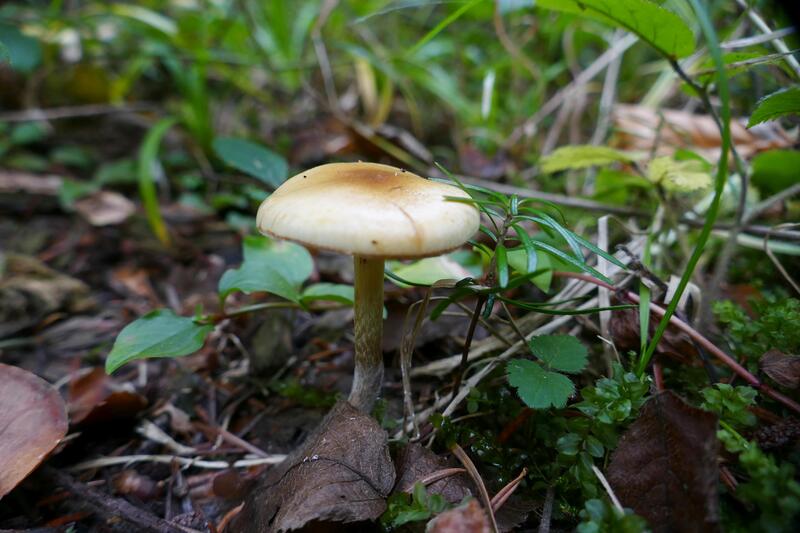 Pholiota mixta?